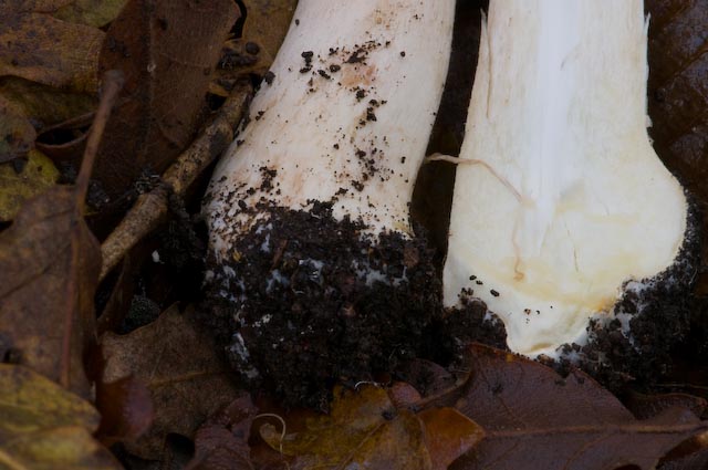 Agaricus sp? (cfr. Agaricus sylvicola)